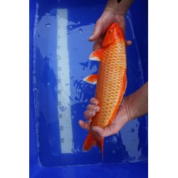 koi numéro 24