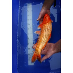 koi numéro 24