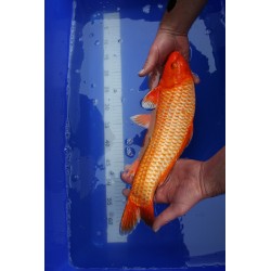 koi numéro 24