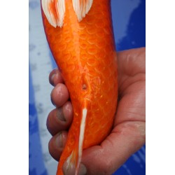koi numéro 24
