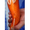 koi numéro 24