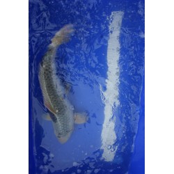 Koi numéro 25