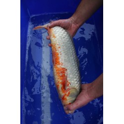 Koi numéro 25