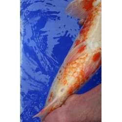 Koi numéro 25