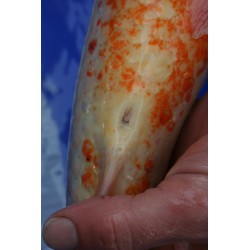 Koi numéro 25