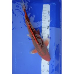 Koi numéro 27