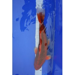 Koi numéro 27