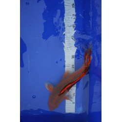 Koi numéro 27