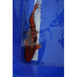Koi numéro 27