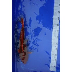 Koi numéro 27