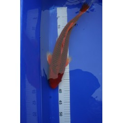 Koi numéro 27