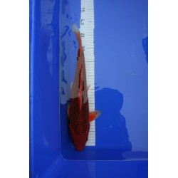 Koi numéro 27
