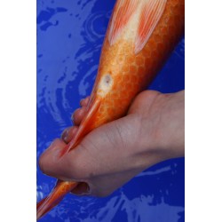 Koi numéro 27