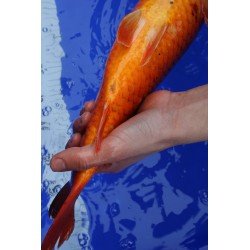 koi numéro 28