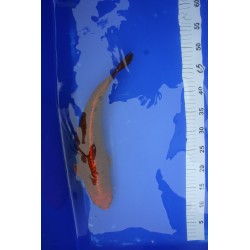 koi numéro 28