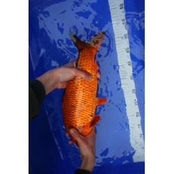 koi numéro 28