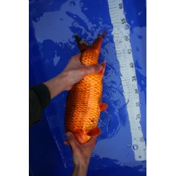 koi numéro 28
