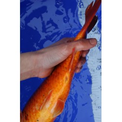 koi numéro 28