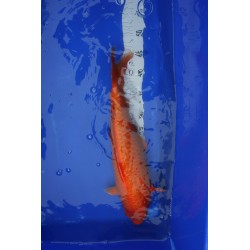 koi numéro 31