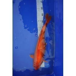 koi numéro 31