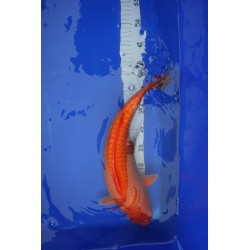 koi numéro 31