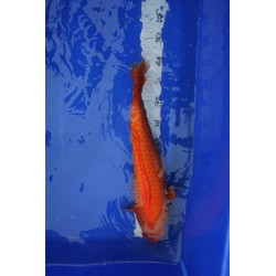 koi numéro 31