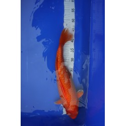 koi numéro 31