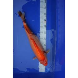 koi numéro 31