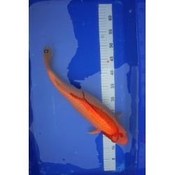 koi numéro 31