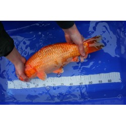 koi numéro 31