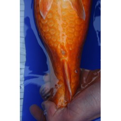 koi numéro 31