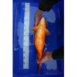 koi numéro 31