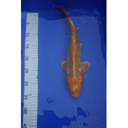 koi numéro 32
