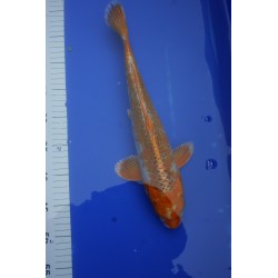 koi numéro 32