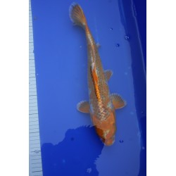 koi numéro 32