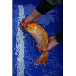 koi numéro 32