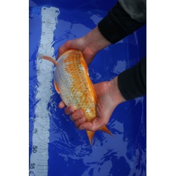 koi numéro 32
