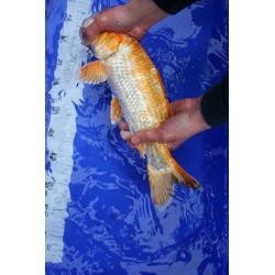 koi numéro 32