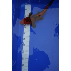 koi numéro 34