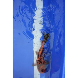 koi numéro 34