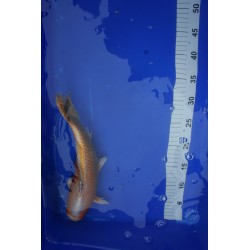 Koi numéro 35