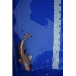 Koi numéro 35