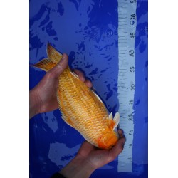 Koi numéro 35