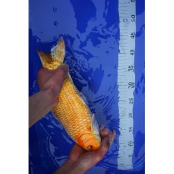 Koi numéro 35