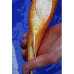 Koi numéro 35