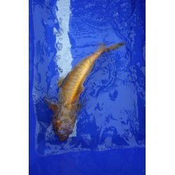 Koi numéro 36