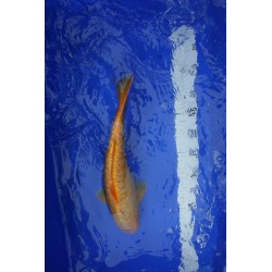 Koi numéro 36