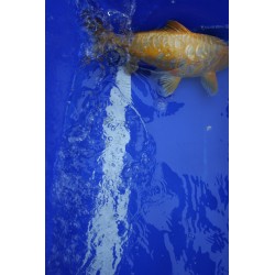 Koi numéro 36