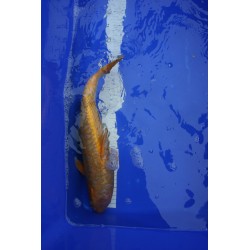 Koi numéro 36
