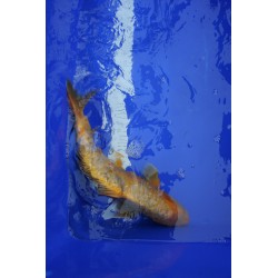 Koi numéro 36
